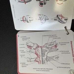 Anatomical Sternoclavicular Joint Illustration - Red and Black